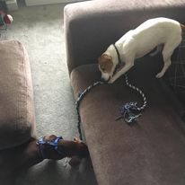 A jack russell and a toy daschund playing tug with a rope toy. The jack russell is on the sofa, and the daschund is on the floor.