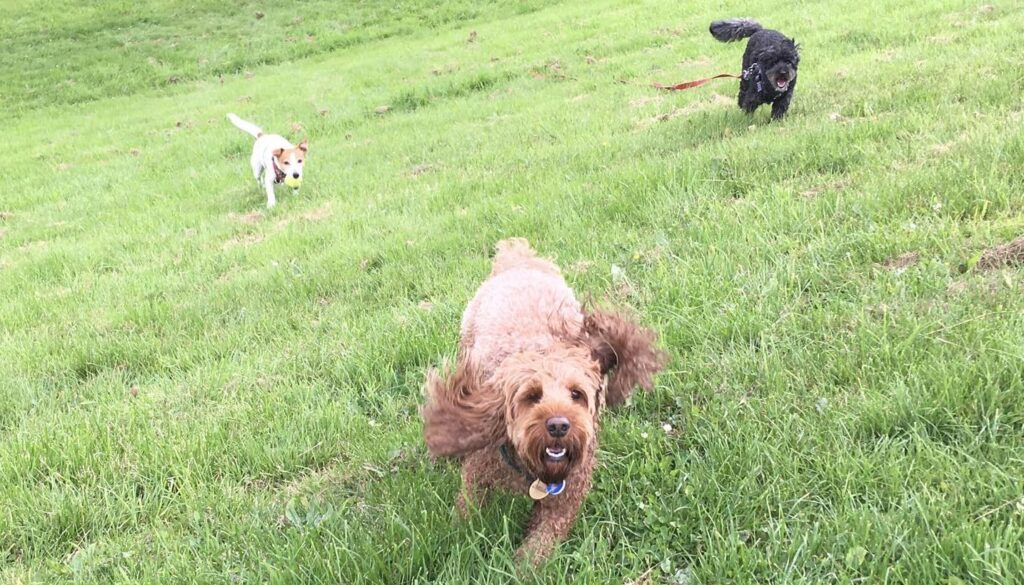 Three dogs running up a hill. Jack russell, toy poodle and cockapoo