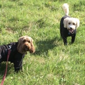 Cockapoo and cavapoo pause their racing to face towards the walker