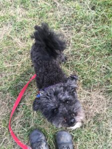 A toy poodle looks up at the camera with a smile on their face. The dog walker shoes can be seen at the edge of the photo.