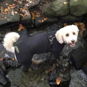 Cavapoo in a black coat paddles in the water