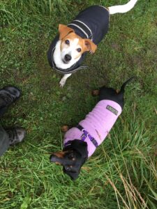 Two dogs look up at the camera, both wearing raincoats. 