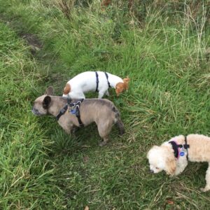 Three dogs sniff together on the ground