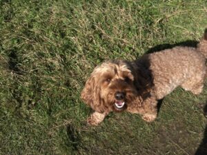 A happy cockapoo stares up at the camera with a large grin on their face.