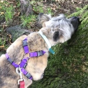 Cairn terrier sniffs at a tree