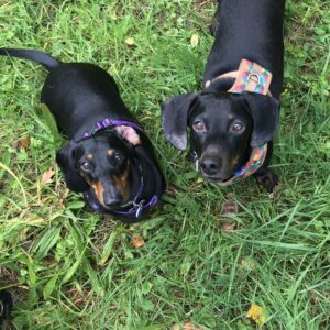 Two daschunds look hopefully at the camera