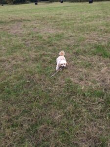 A little cavapoo lies in the middle of the field, chewing on a large stick.