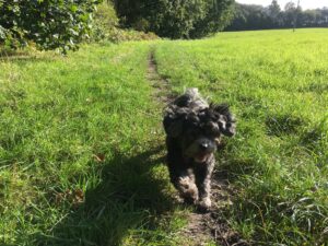 Little shih-poo dog runs towards the camera through a grass field, joyful expression on their face.