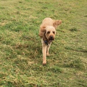 Cockapoo running with ears flying outwards.