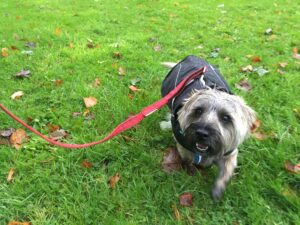 Wet cairn terrier wearing a rain coat, and smiling.