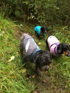 Three dogs walk through a woodland path with rain coats on.