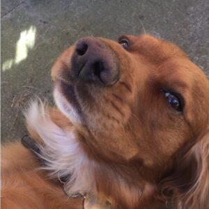 Cocker spaniel gives a dozy look at the camera