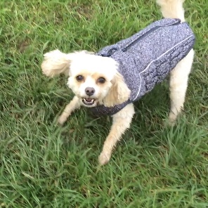 Excited cavapoo grins at the camera, ears flapping with movement