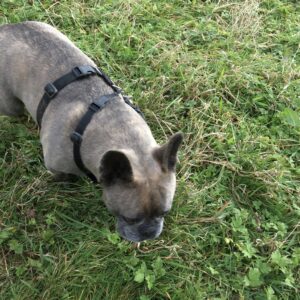 French bulldog sniffs calming at the grass