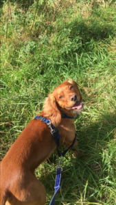 A beautiful red cocker spaniel looks back towards the camera with a beautiful smile in the sunshine.