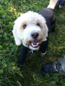 A happy, white cavapoo stares up, wearing a black raincoat