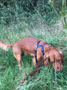 Working Cocker spaniel sniffs in the long grass