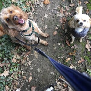 Cockapoo and cavapoo sit in front of the camera, dog lead in view, looking up hopefully.