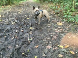 French bulldog standing proud in the middle of the path on a walk.