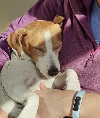 Jack Russell cuddles